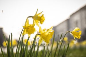 Closeup of daffodils against a backdrop of blurred buildings