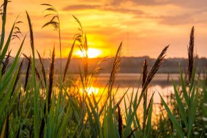 sunrise over a lake, reeds in foreground