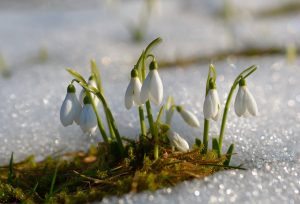 Snowdrops growing up through the snow