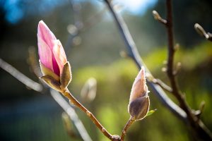 pink petals emerge from a budding trap branch