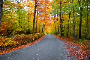road leads through a wood in autumn