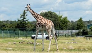 Giraffe walking on grassland with a pickup truck in the distance