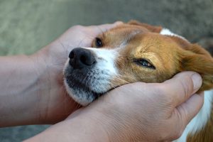 Man's hands gently cuddling a dog's face