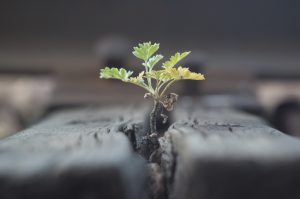 Small plant sprouts between bricks